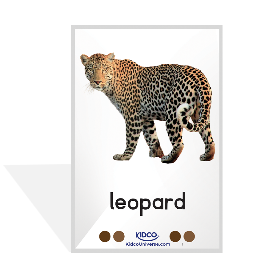 Wild Animals Flash Cards