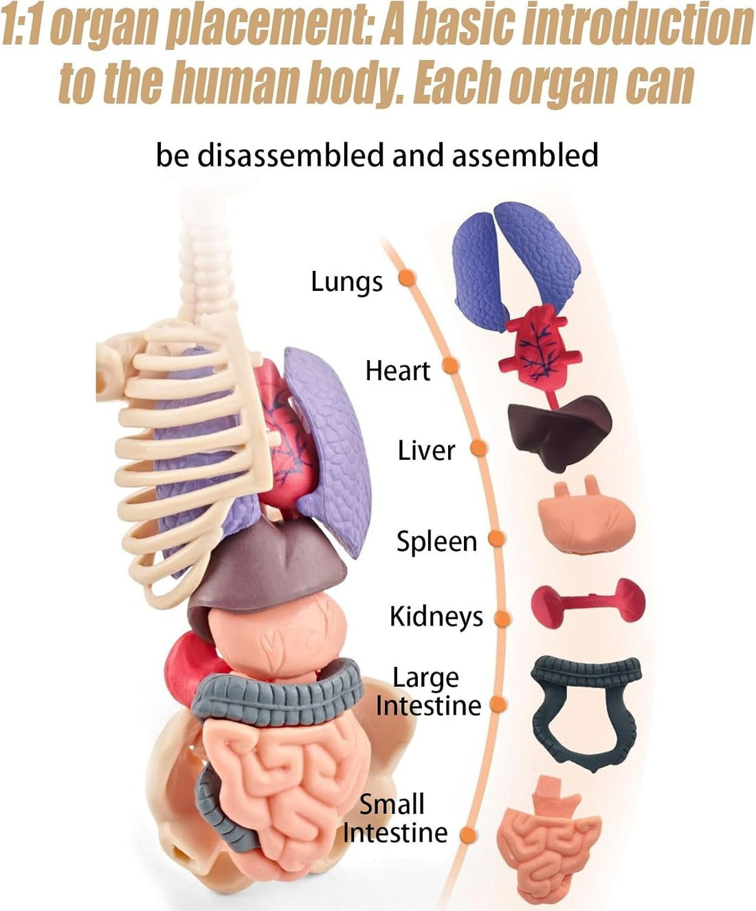STEM Human Body Anatomy Model Kit Learning Toy