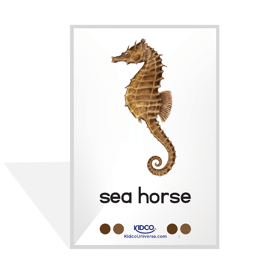 Sea Animals Flash Cards