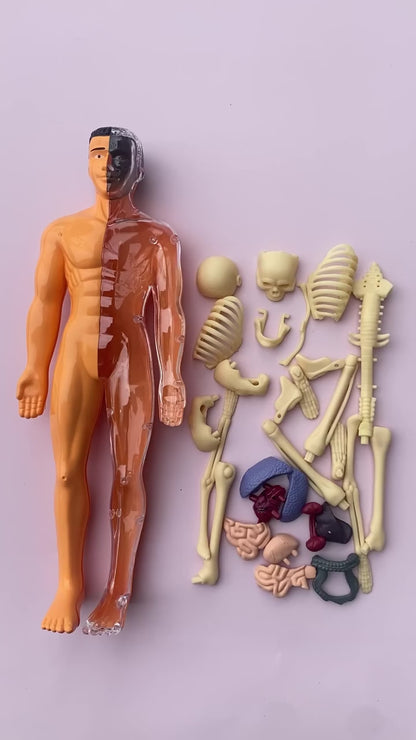STEM Human Body Anatomy Model Kit Learning Toy