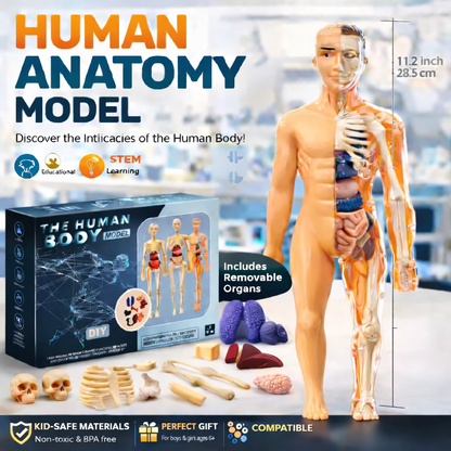 STEM Human Body Anatomy Model Kit Learning Toy