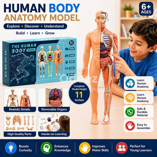 STEM Human Body Anatomy Model Kit Learning Toy