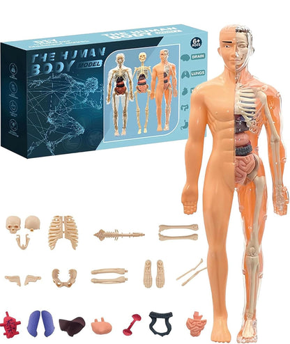 STEM Human Body Anatomy Model Kit Learning Toy