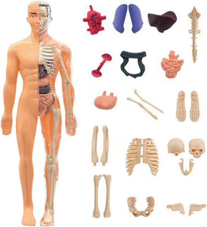 STEM Human Body Anatomy Model Kit Learning Toy