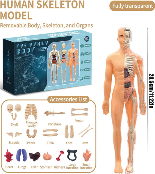 STEM Human Body Anatomy Model Kit Learning Toy