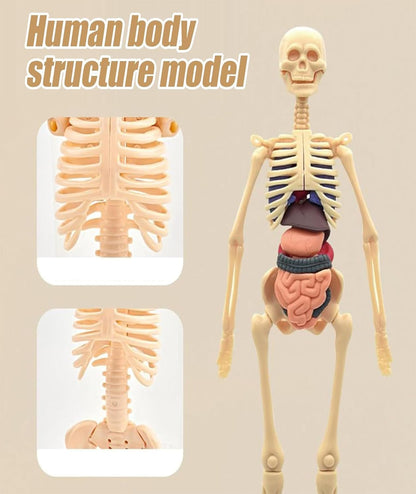 STEM Human Body Anatomy Model Kit Learning Toy