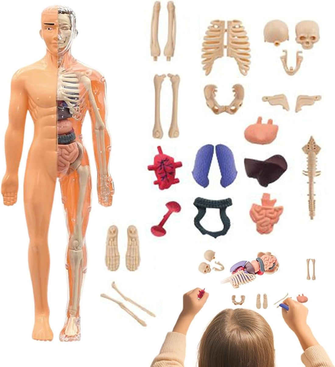 STEM Human Body Anatomy Model Kit Learning Toy