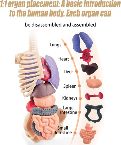 STEM Human Body Anatomy Model Kit Learning Toy